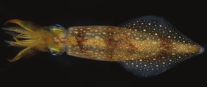 Wild-Caught Squid: A Safer Seafood Choice