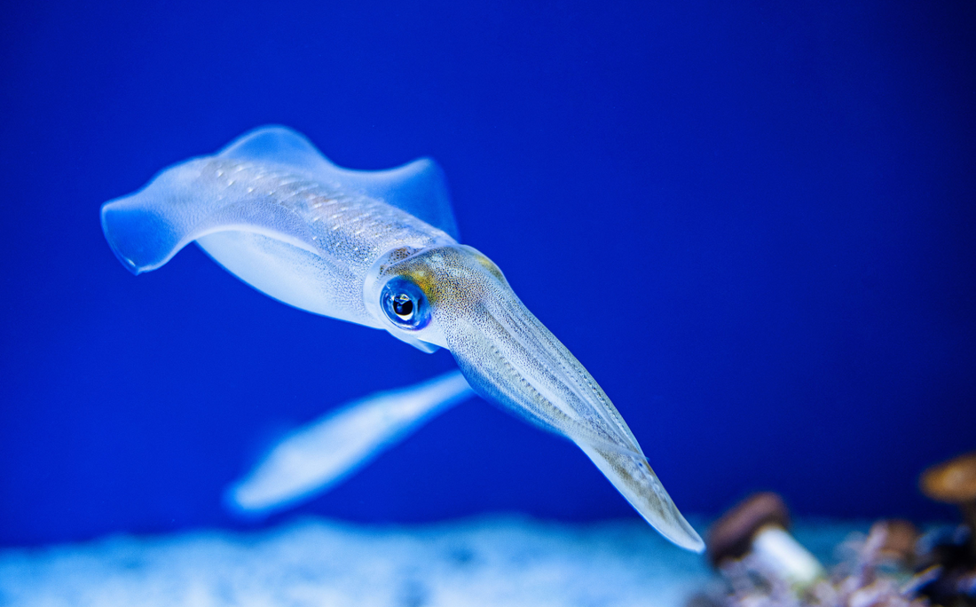 Why Our Squid Is Sustainable Protein Choice