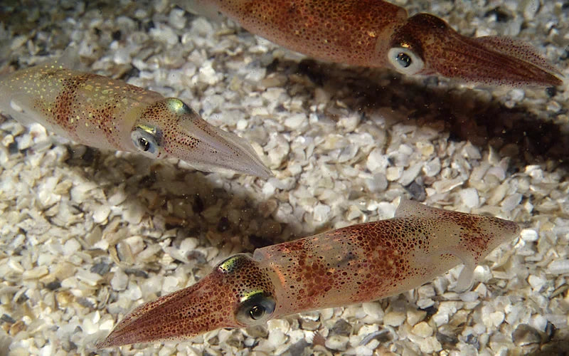 Why Squid is a Hyper-Clean Protein Source
